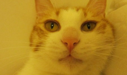 微密猫吃瓜爆料入口,独家内幕一网打尽